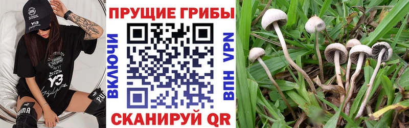 Галлюциногенные грибы Psilocybine cubensis  Сыктывкар 